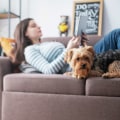 Creating an Allergy-Free Home: the Best Home Air Filters for Allergies That Work Wonders With Top Purifiers